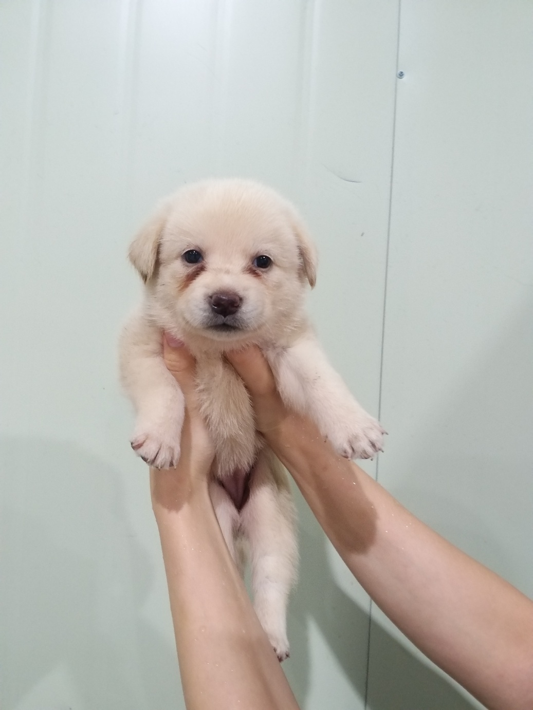 부산동물보호센터_426326202300466