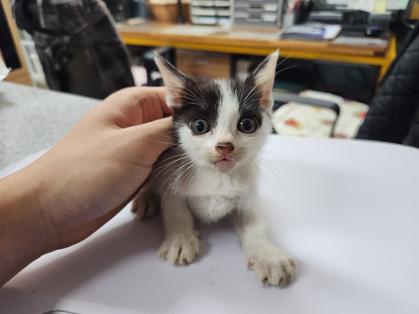 광주 동물보호소_429362202300594