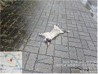 대전동물보호센터_430365202300333