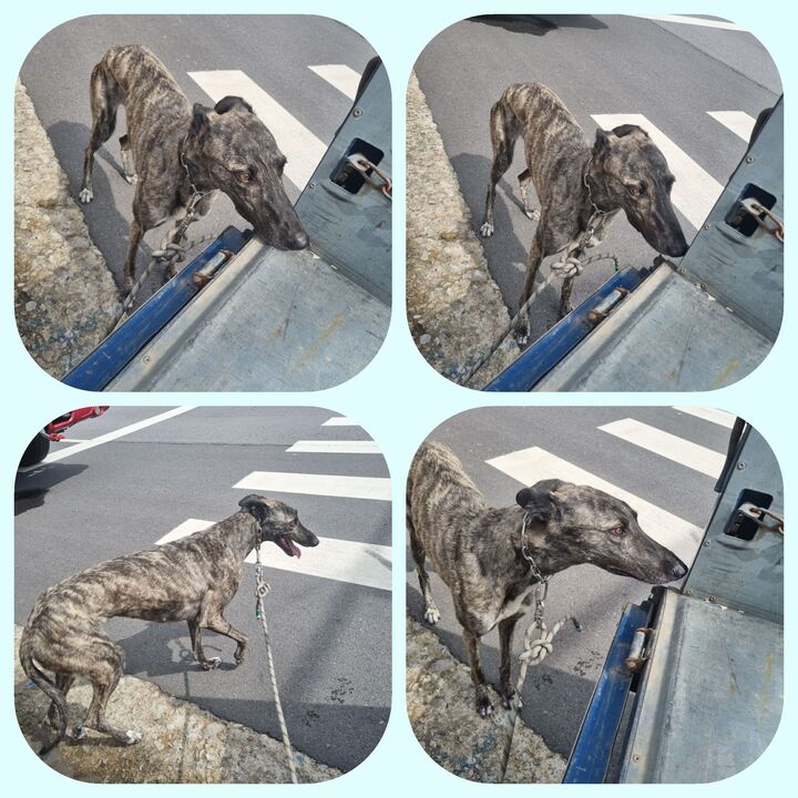 부안군 동물보호센터_445479202300601