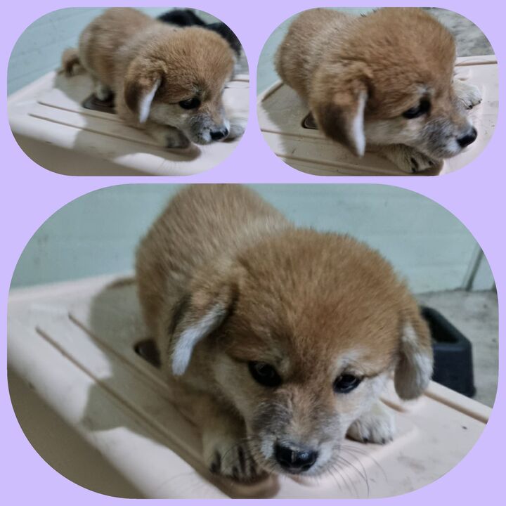 부안군 동물보호센터_445479202300598