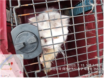 대전동물보호센터_430365202300334