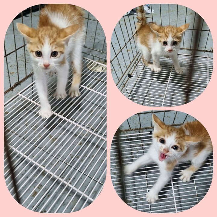 부안군 동물보호센터_445479202300603
