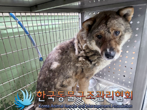 한국동물구조관리협회_441409202301138