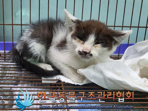 한국동물구조관리협회_411318202300312
