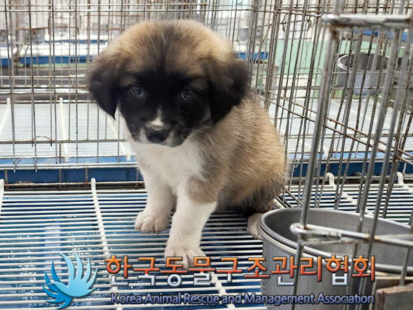 한국동물구조관리협회_411323202300702