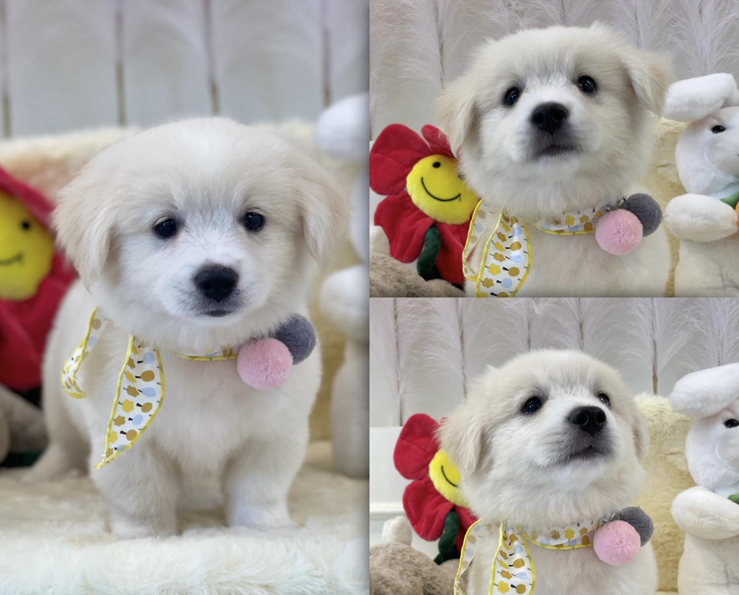 경주동물사랑보호센터_447505202300695