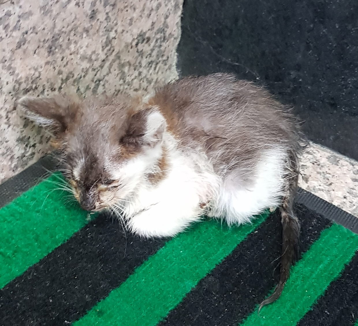 논산시 동물보호센터_444454202300608