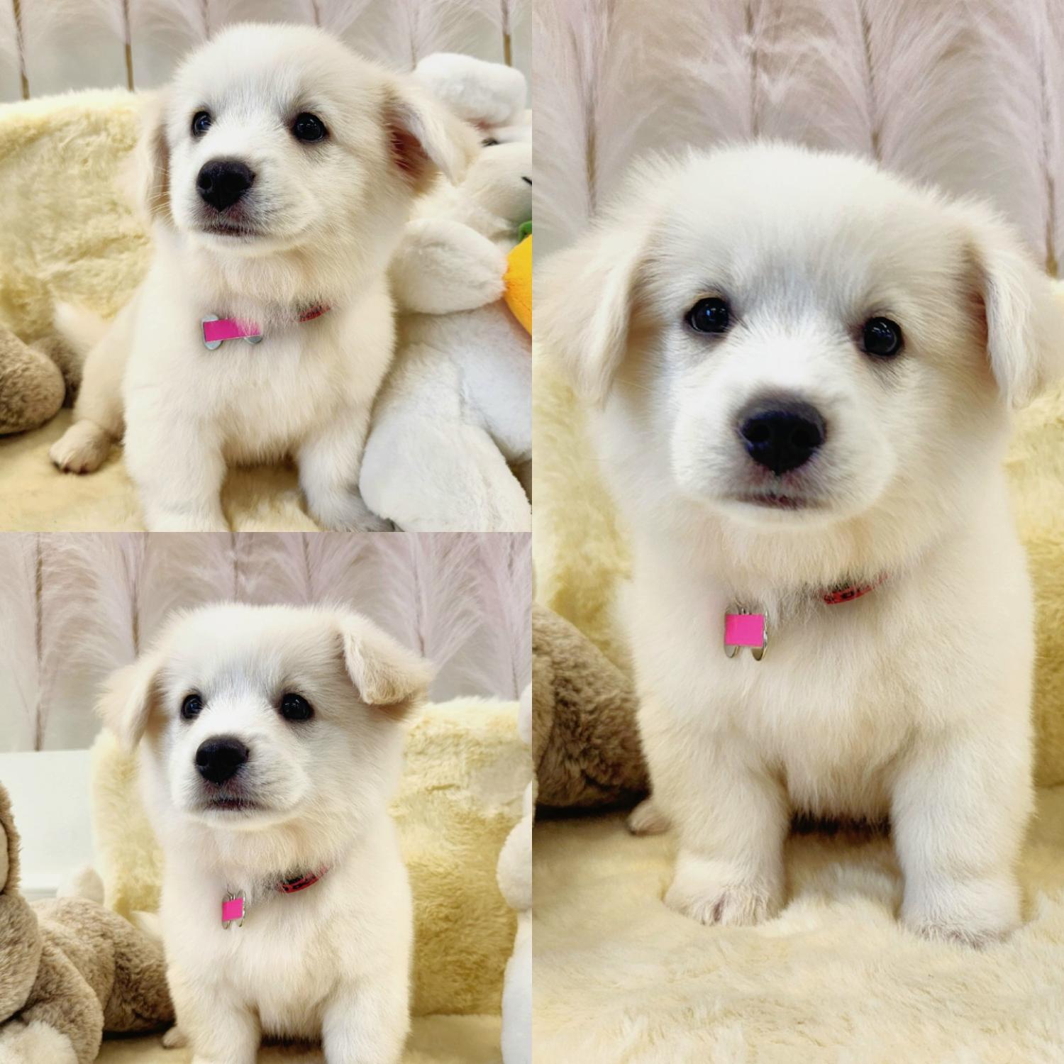 경주동물사랑보호센터_447505202300693