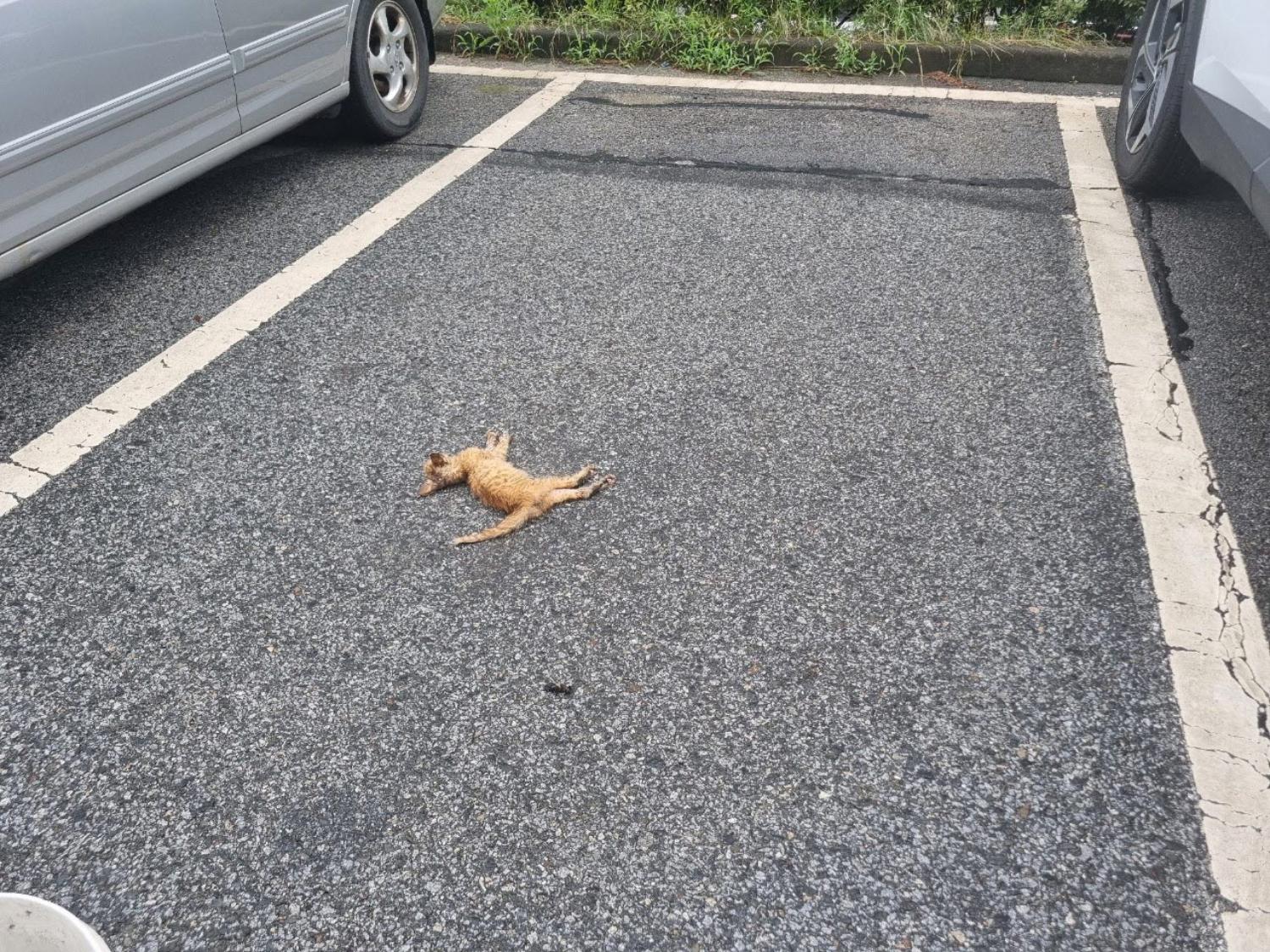 아산동물복지지원센터_444452202301510