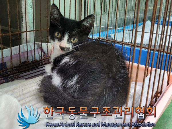 한국동물구조관리협회_411304202300466
