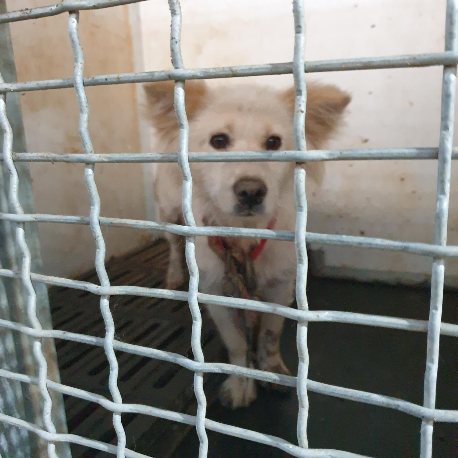 남양동물보호센터_441553202302185