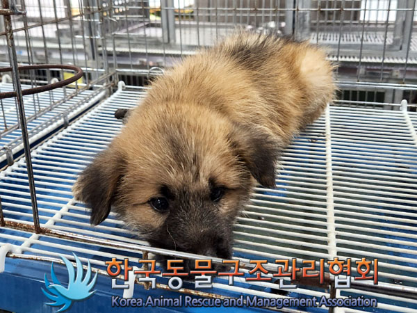 한국동물구조관리협회_441560202300903