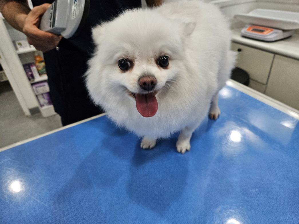 남산동물병원_411302202300406