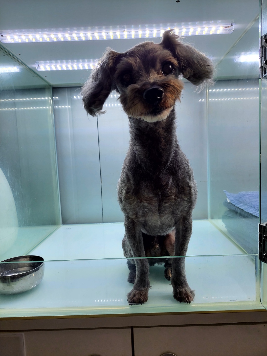 하남동물병원_441404202300421
