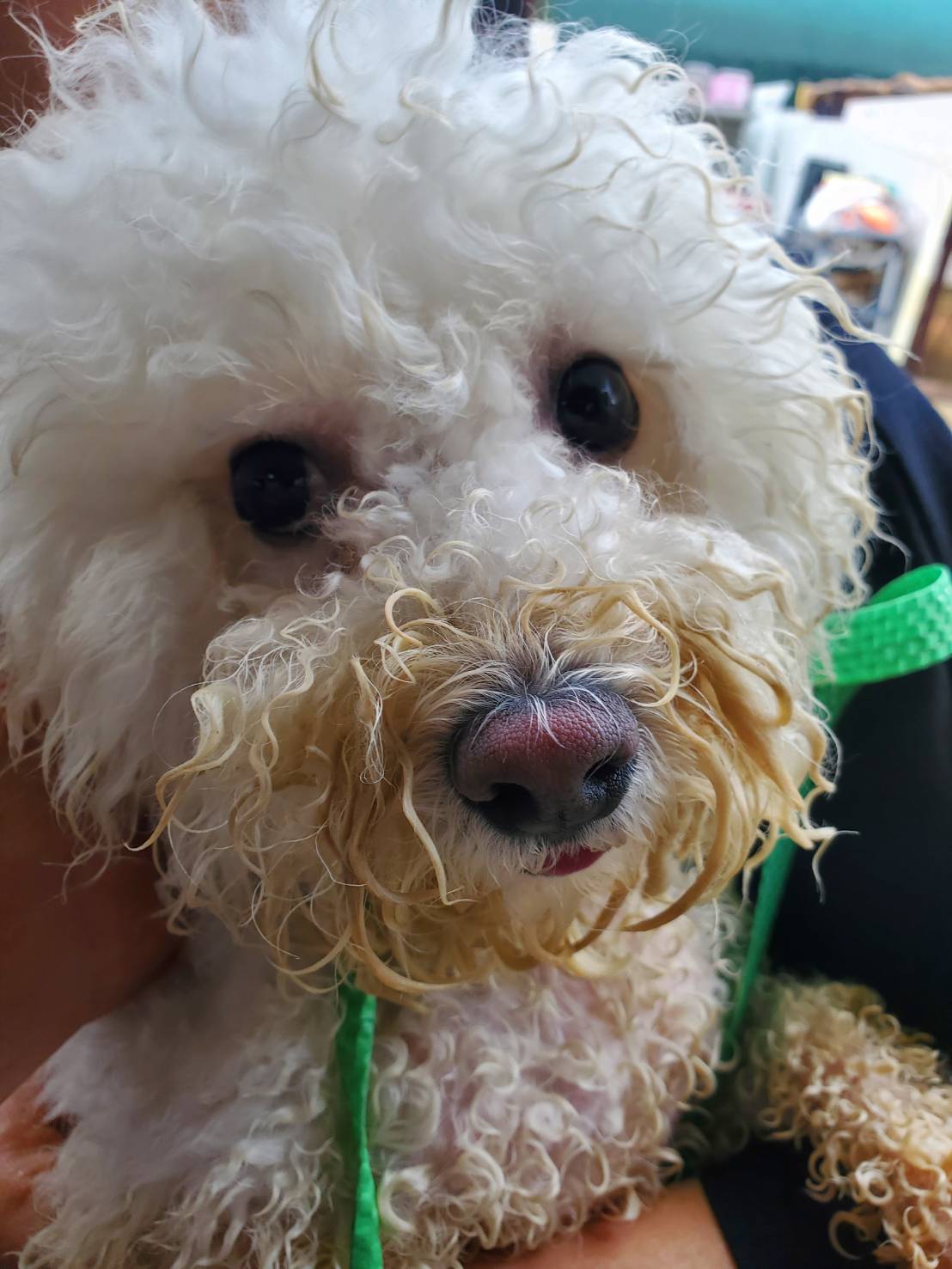 한국야생동물보호협회_441383202300436
