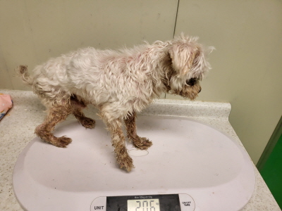 누리동물병원_426338202300254