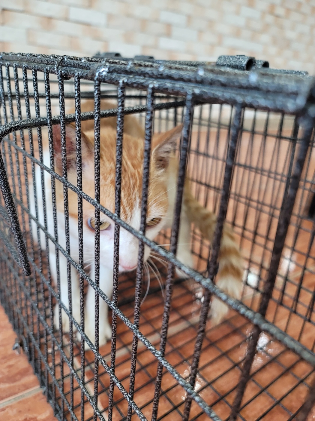 증평 가정견 훈련소_443445202300437