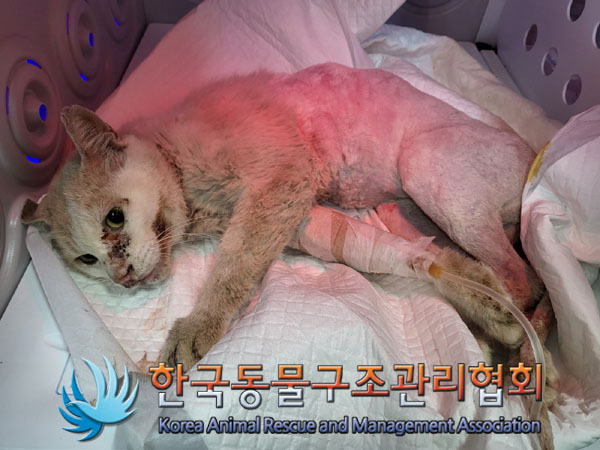 한국동물구조관리협회_411300202300300