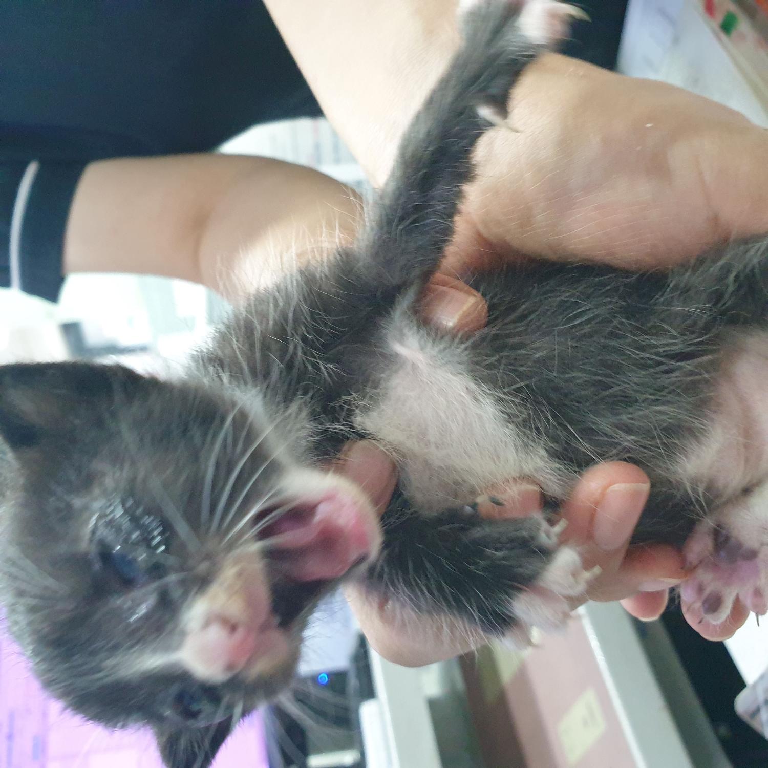 홍익동물병원_411313202300518