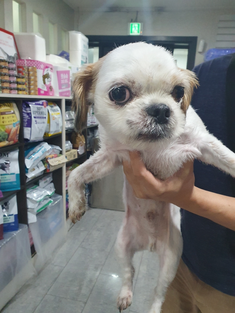 펫앤쉘터동물병원_441378202301304