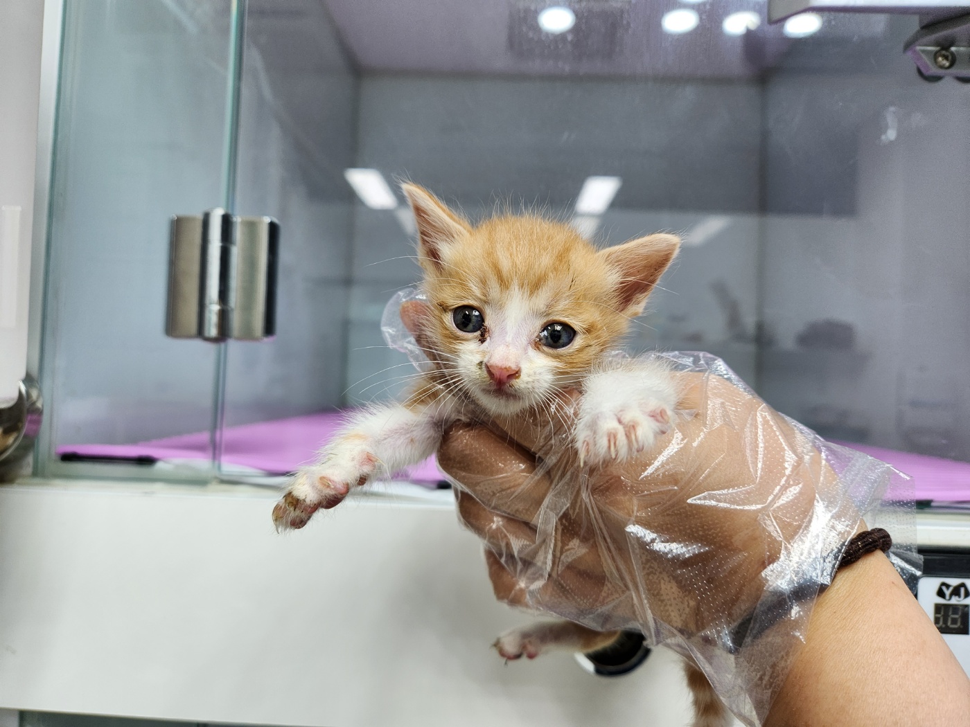 광주TNR동물병원송정_441554202301199