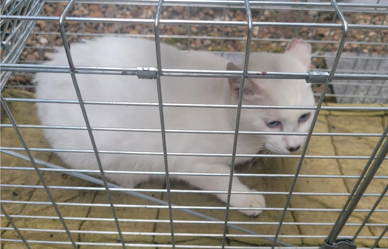 창녕 유기동물보호소_448541202301158