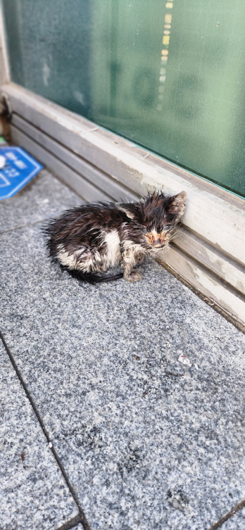 종료(자연사) 한국…