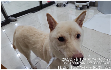 대전동물보호센터_430366202300424