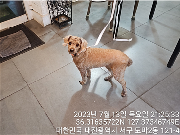 대전동물보호센터_430366202300422