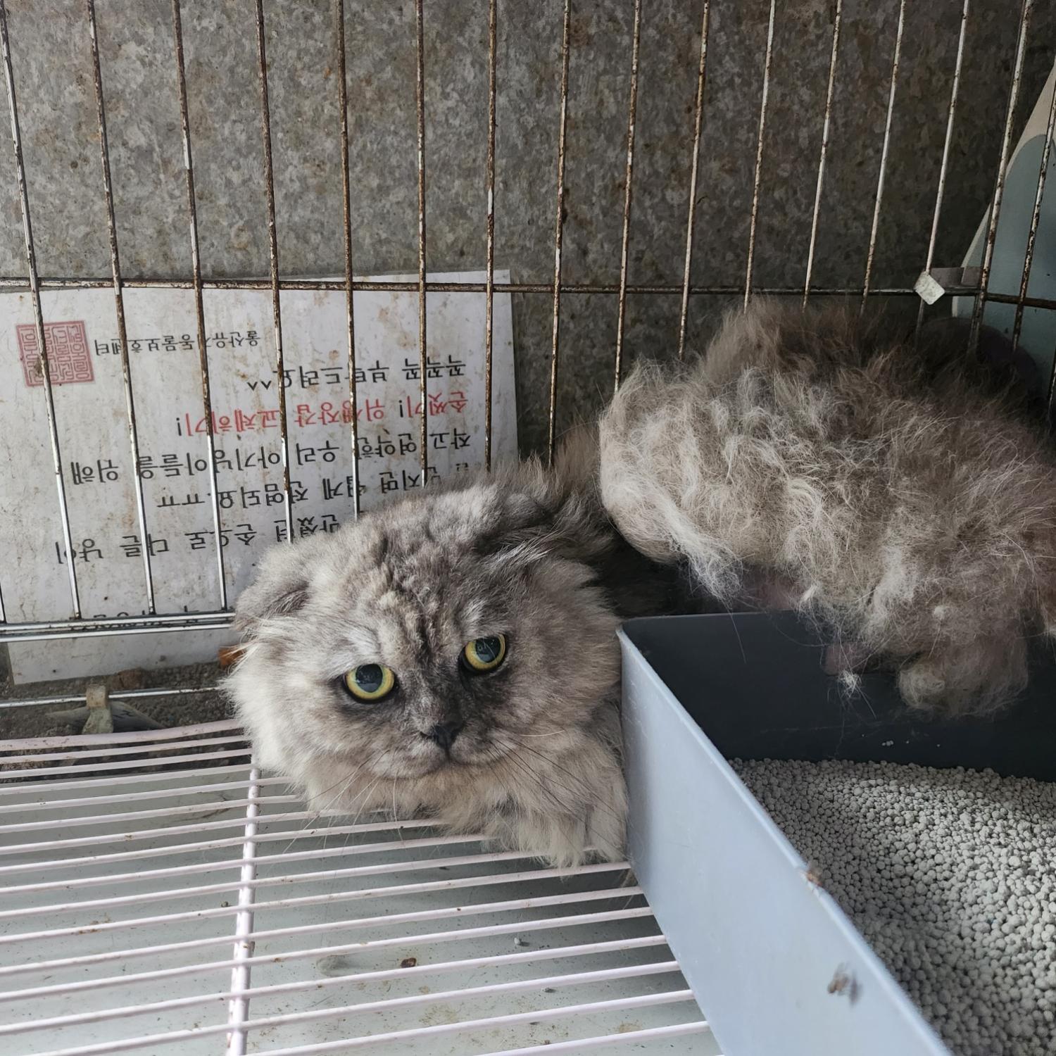 울산유기동물보호센터_431373202300765