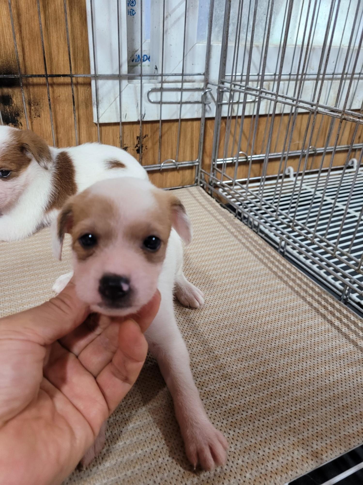 청도군동물보호소_447519202300181