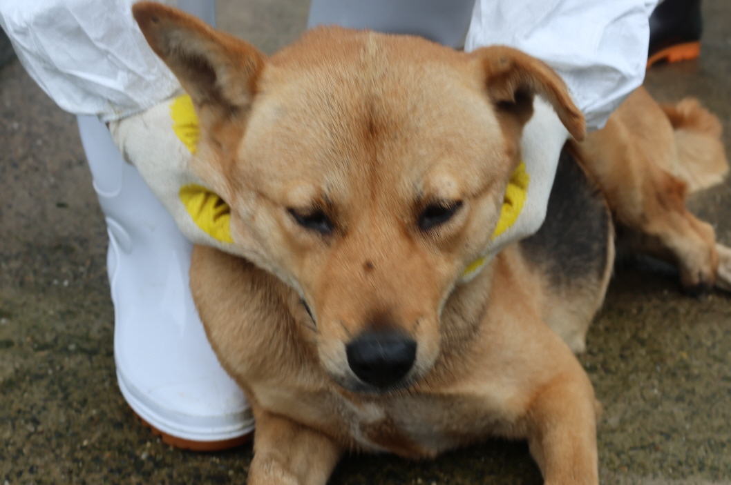 제주 동물보호센터_450650202302437