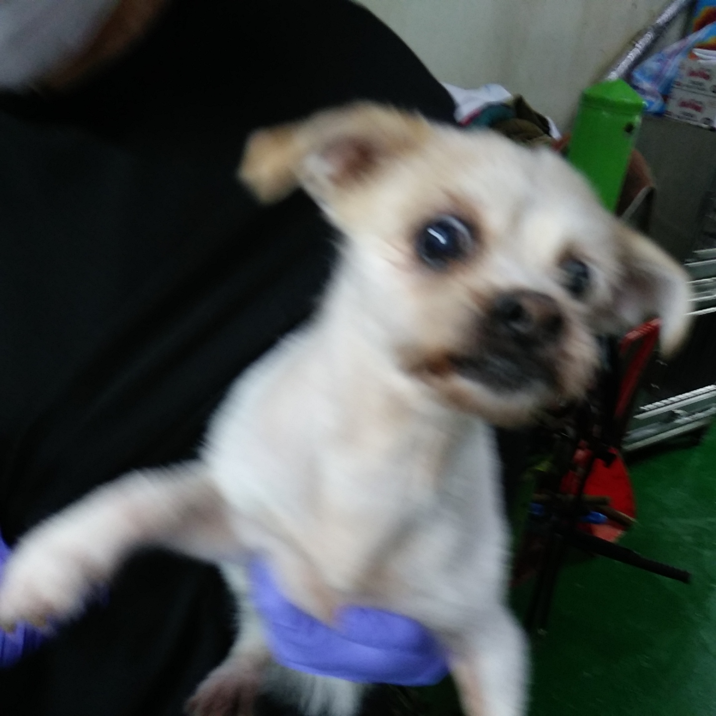 인천광역시수의사회_428353202300864