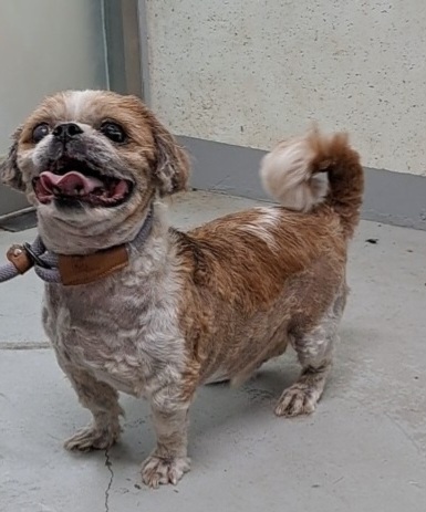 수원시 동물보호센터_441374202300752