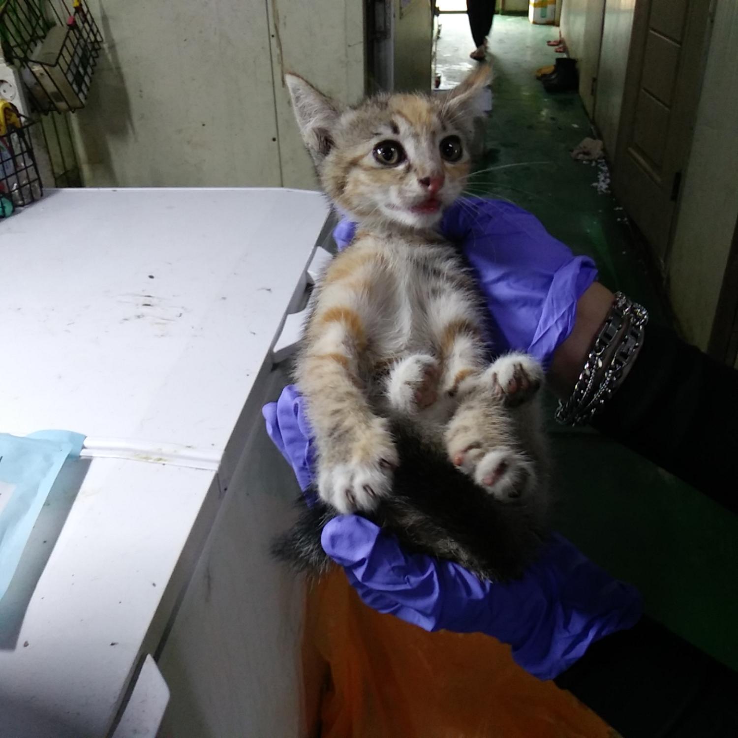 인천광역시수의사회_428352202300274