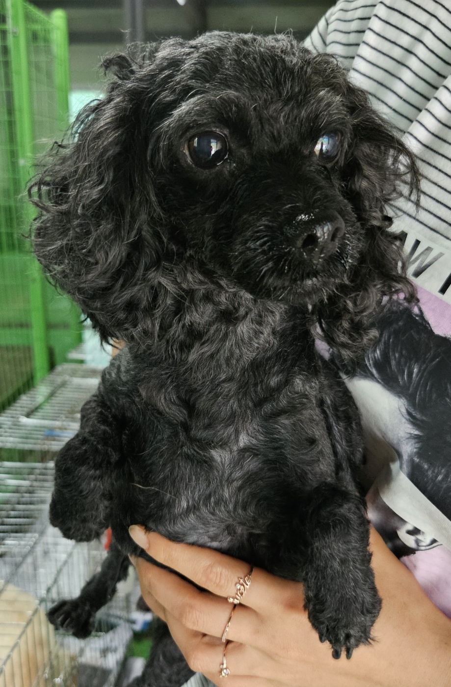 거제시유기동물보호소_448537202300846
