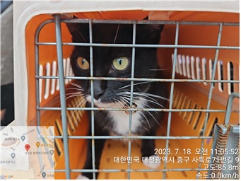 대전동물보호센터_430365202300336