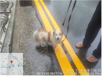 대전동물보호센터_430365202300337