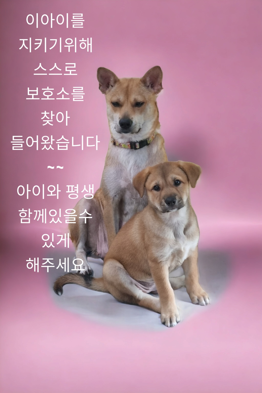 성주유기동물보호센터_447521202300235