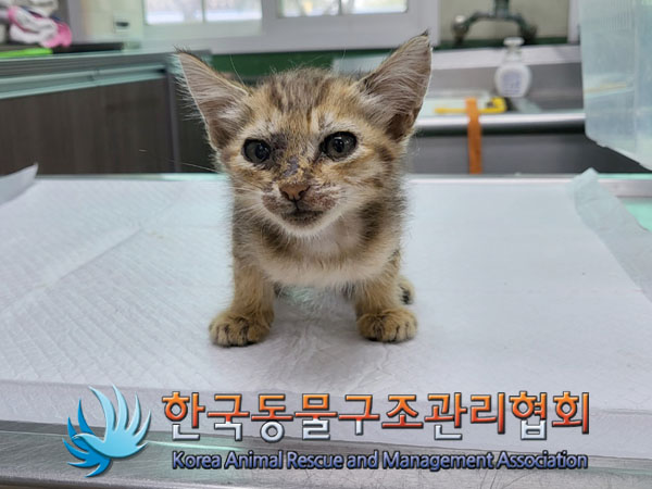 한국동물구조관리협회_441560202300909