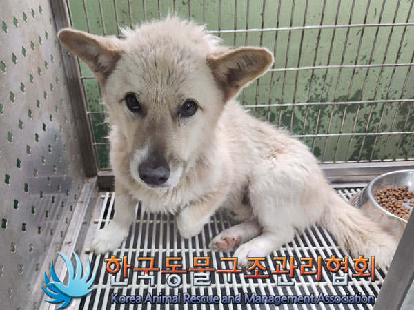 한국동물구조관리협회_441560202300914
