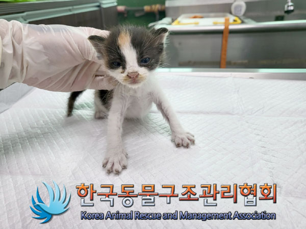 한국동물구조관리협회_441560202300913