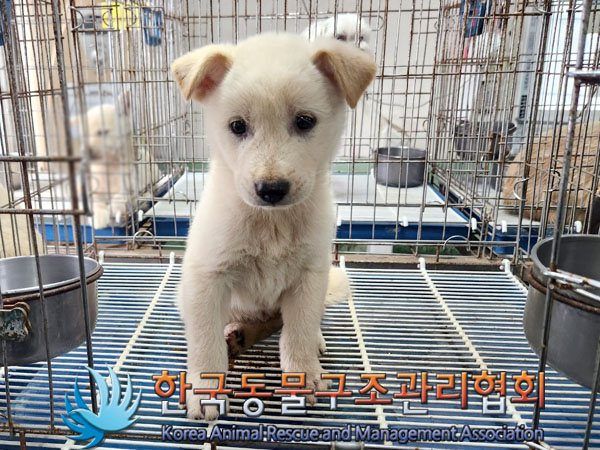 한국동물구조관리협회_441406202301050