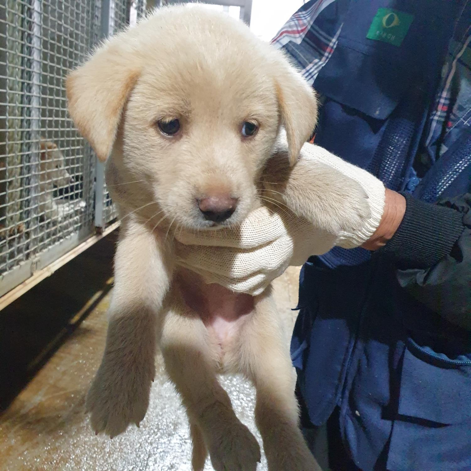 남양동물보호센터_441553202302195