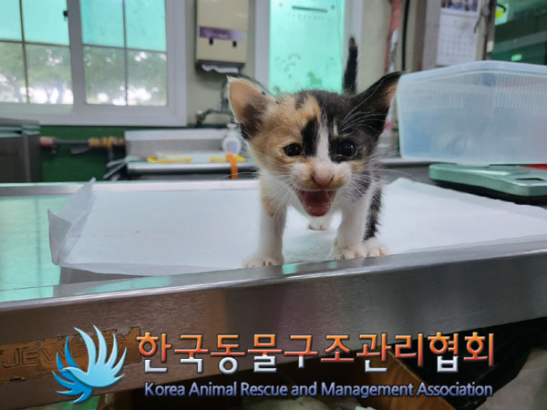 한국동물구조관리협회_441560202300910