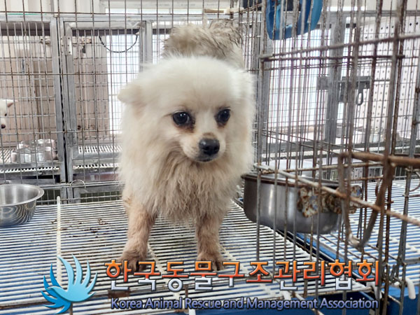 한국동물구조관리협회_441559202300782