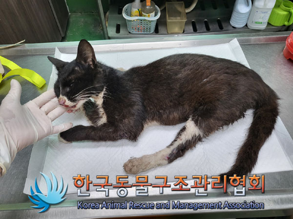 한국동물구조관리협회_411312202300493