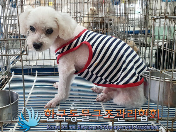 한국동물구조관리협회_411310202300313