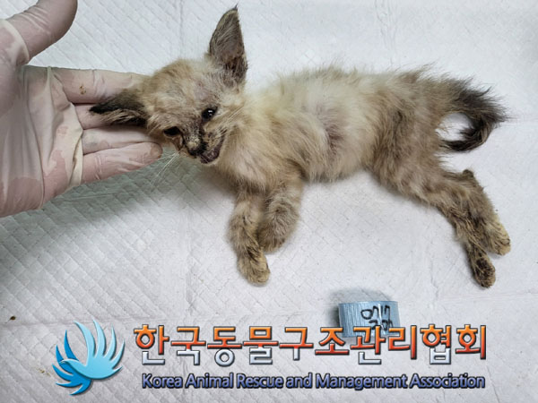 한국동물구조관리협회_441560202300912